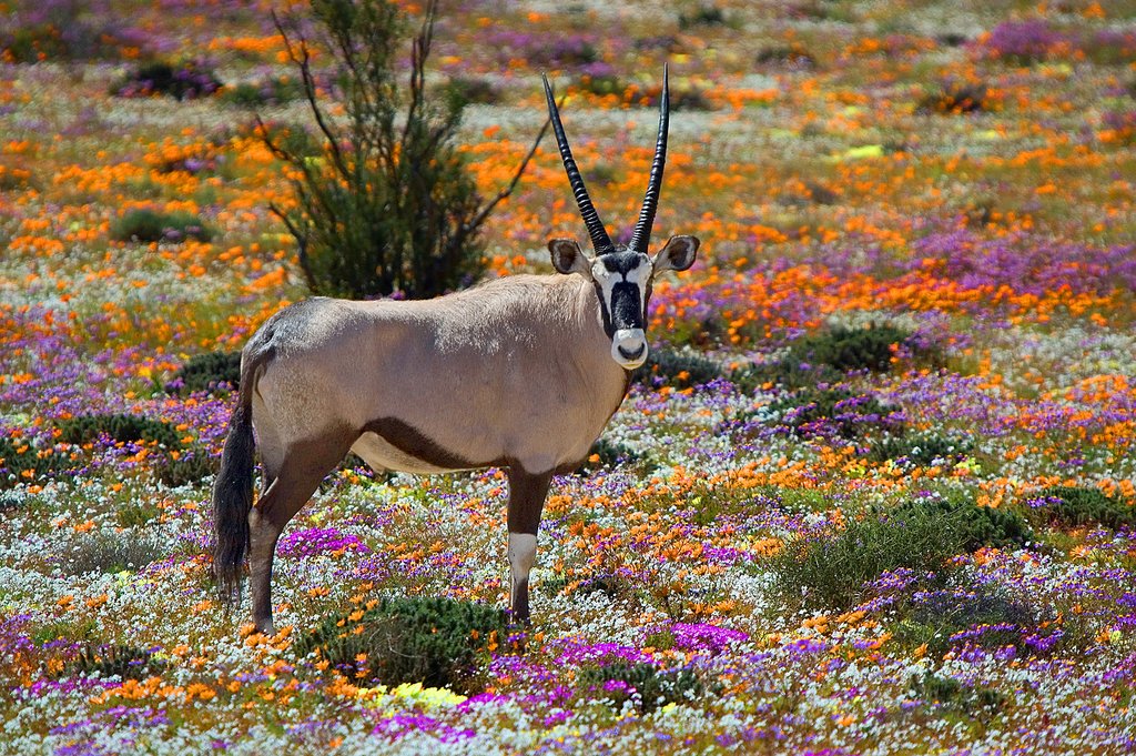 🌸Springtime in South Africa🌸